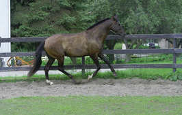 Horse Boarding Stable-Horse Training-Riding Lessons-Holly, Michigan-Eleventh Hour Farm & Equestrian Center